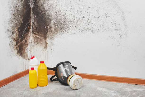  Capitan, NM Mold Removal Pros