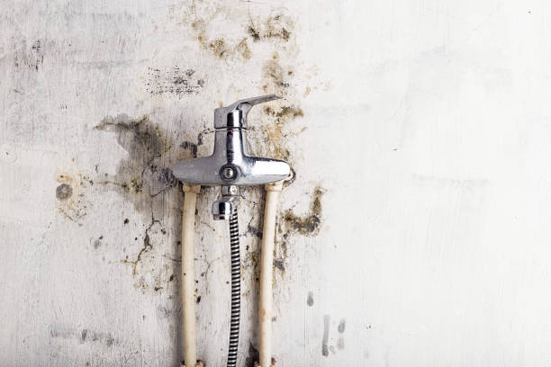 Best Certified Mold Removal  in Capitan, NM