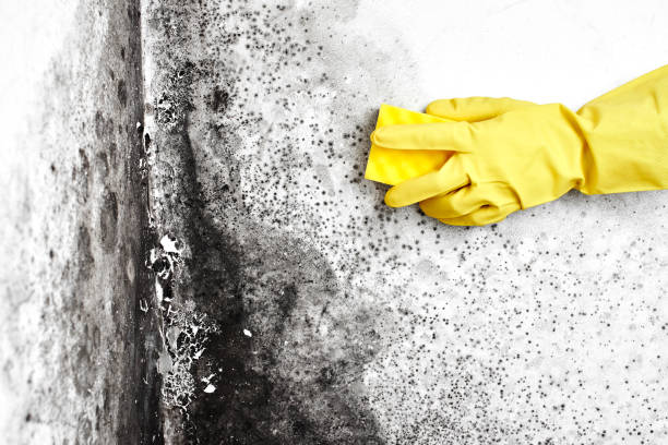 Best Toxic Mold Removal  in Capitan, NM