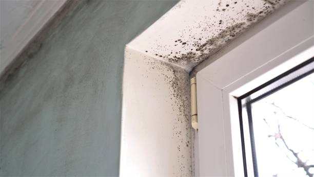 Best Same-Day Mold Removal  in Capitan, NM
