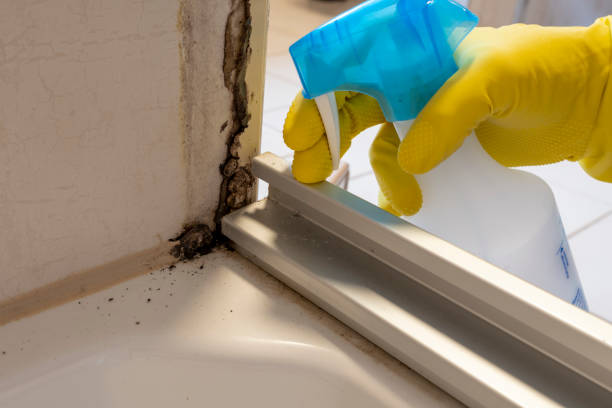 Professional Mold Removal in Capitan, NM