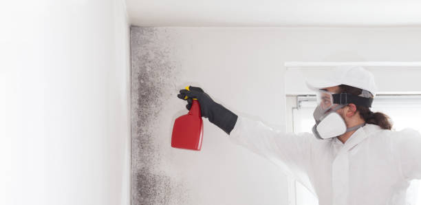 Home Mold Removal in Capitan, NM