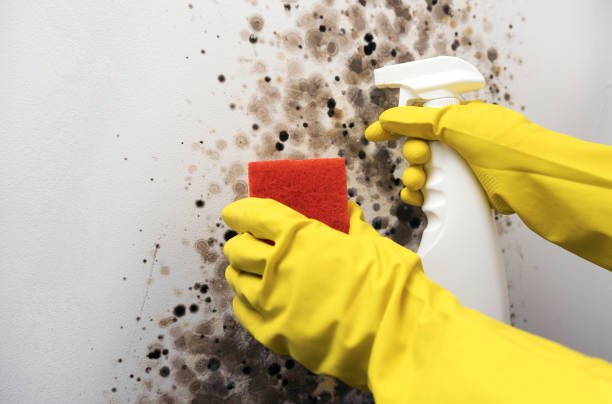 Best Mold Cleaning Services  in Capitan, NM