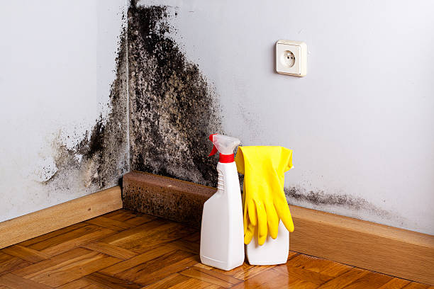 Best Emergency Mold Removal  in Capitan, NM