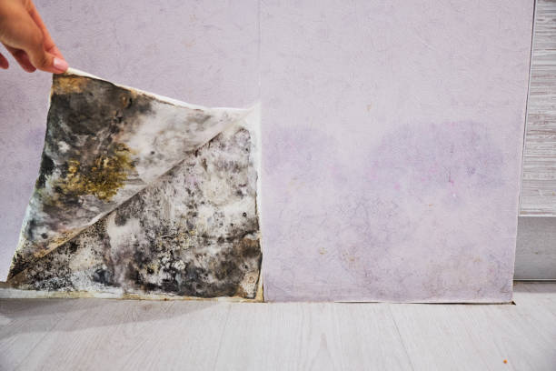 Best Attic Mold Removal  in Capitan, NM